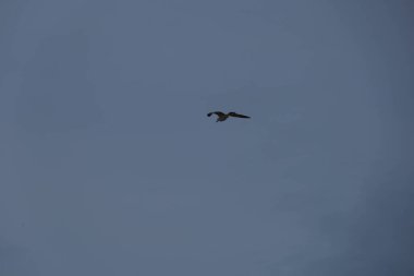 Kuş, martı, gökyüzünde uçuyor. Yüksek kalite fotoğraf