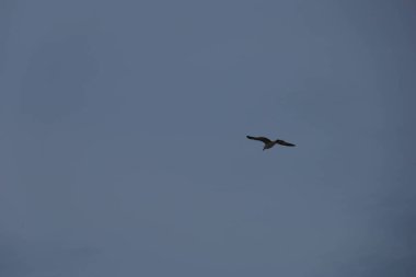 Kuş, martı, gökyüzünde uçuyor. Yüksek kalite fotoğraf