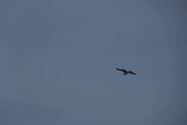 Kuş, martı, gökyüzünde uçuyor. Yüksek kalite fotoğraf
