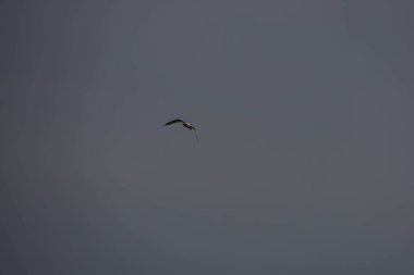 Kuş, martı, gökyüzünde uçuyor. Yüksek kalite fotoğraf