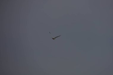 Kuş, martı, gökyüzünde uçuyor. Yüksek kalite fotoğraf