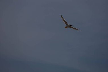 Kuş, martı, gökyüzünde uçuyor. Yüksek kalite fotoğraf