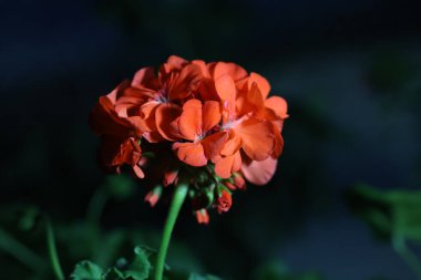 Yumuşak ışıklandırmalı çiçekleri yakın çekim. Yüksek kalite fotoğraf