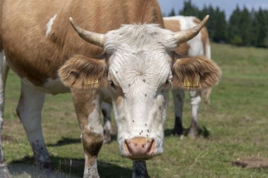 Rogla, Pohorje sıradağları, Slovenya, Avrupa - otlaktaki inekler. Güzel Sloven doğası ve tipik tarım manzarası.