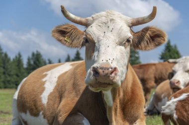 Rogla, Pohorje sıradağları, Slovenya, Avrupa - otlaktaki inekler. Güzel Sloven doğası ve tipik tarım manzarası.
