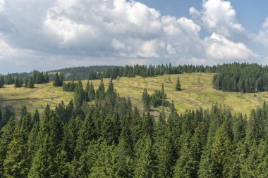 Yeşil ladin ormanlarının ve sisli mavi dağların güzel üst manzarası. Pohorje Ağaç Yolu, Rogla. Slovenya, Avrupa.