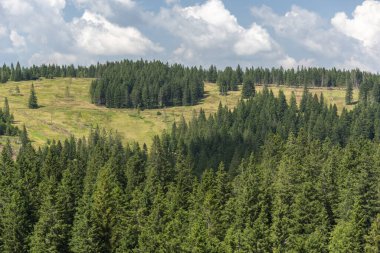 Yeşil ladin ormanlarının ve sisli mavi dağların güzel üst manzarası. Pohorje Ağaç Yolu, Rogla. Slovenya, Avrupa.