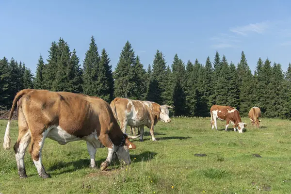 Rogla, Pohorje sıradağları, Slovenya, Avrupa - otlaktaki inekler. Güzel Sloven doğası ve tipik tarım manzarası.
