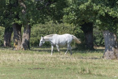Lipizzan ya da Lipizzaner, Slovenya 'nın Lipica şehrinden gelen bir attır. 1580 'de kurulan Lipica damızlık çiftliği dünyanın en eski damızlık çiftliğidir..
