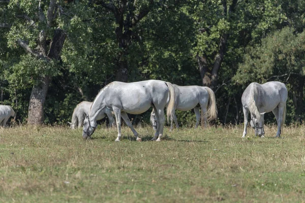 Lipizzan ya da Lipizzaner, Slovenya 'nın Lipica şehrinden gelen bir attır. 1580 'de kurulan Lipica damızlık çiftliği dünyanın en eski damızlık çiftliğidir..