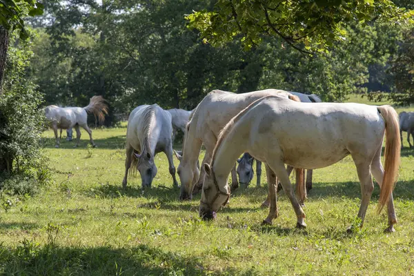 Lipizzan ya da Lipizzaner, Slovenya 'nın Lipica şehrinden gelen bir attır. 1580 'de kurulan Lipica damızlık çiftliği dünyanın en eski damızlık çiftliğidir..