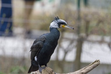 Büyük karabatak, Phalacrocorax karbonu büyük siyah karabatak olarak bilinir.