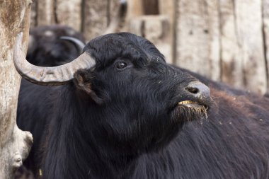 Siyah bir boğanın portresi