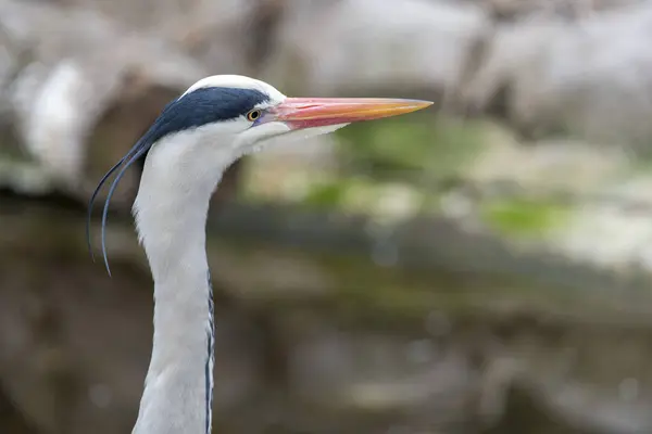 Grey Heron Αρδέα Κινερέα Μεγάλος Κοινός Γκρίζος Ερωδιός — Φωτογραφία Αρχείου