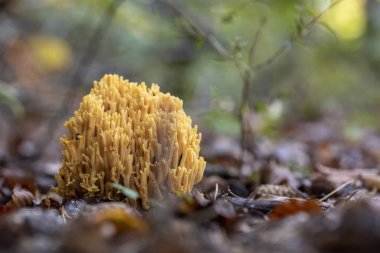 Ramaria Flava kozalaklı ormanda büyüyor. Sarı mercan mantarı.