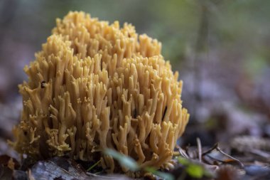 Ramaria Flava kozalaklı ormanda büyüyor. Sarı mercan mantarı.