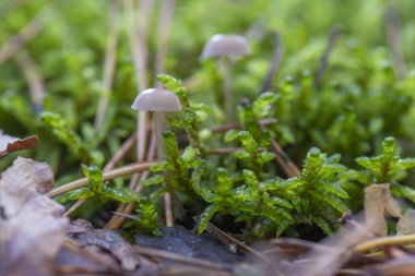 Mycena löcogala ya da Mycena galopus var. Zenci, süt sağma bonesi ya da süt damlası micenası olarak bilinir.