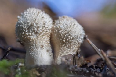 Gem-Studded Puffball (Lycoperdon perlatum)