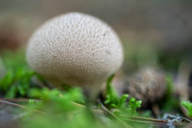 Gem-Studded Puffball (Lycoperdon perlatum)