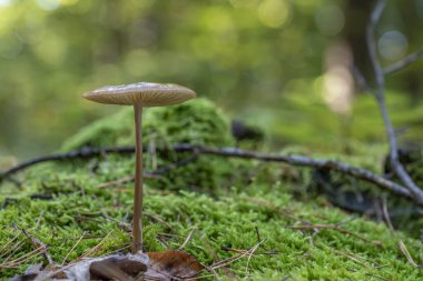Kökleyen Shank (Hymenopellis radikali) yenilebilir bir mantardır.