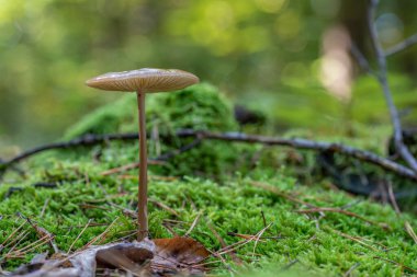 Kökleyen Shank (Hymenopellis radikali) yenilebilir bir mantardır.