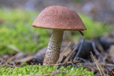 Mantar Leccinum Aurantiacum (Turuncu-Cap Boletus). Leccinum aurantiacum ormanda yetişiyor.