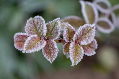 Yapraklarla kaplı bir çalılığın dalları kuru otların doğal bir zemininde don kristalleriyle kaplıdır. Yumuşak seçici odaklanma. Taze, soğuk bir mayıs sabahı ya da kışın son günleri.