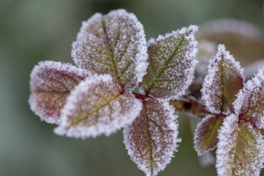 Yapraklarla kaplı bir çalılığın dalları kuru otların doğal bir zemininde don kristalleriyle kaplıdır. Yumuşak seçici odaklanma. Taze, soğuk bir mayıs sabahı ya da kışın son günleri.