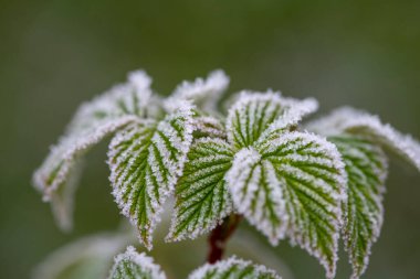 Yapraklarla kaplı bir çalılığın dalları kuru otların doğal bir zemininde don kristalleriyle kaplıdır. Yumuşak seçici odaklanma. Taze, soğuk bir mayıs sabahı ya da kışın son günleri.