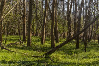 Baharın ilk zamanlarında kayın ormanının alçak açılı görüntüsü