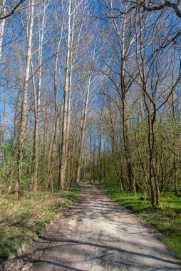 Baharın ilk zamanlarında kayın ormanının alçak açılı görüntüsü