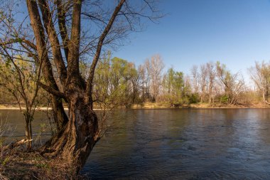 Slovenya 'da Mura Nehri