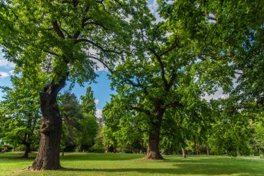 Slovenya 'nın Murska Sobota kentindeki şehir parkı