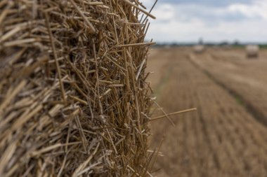 Sahada saman yuvarlanıyor. Yuvarlak saman balyaları. Fırın sahada. Tahıl bitkileri hasat ettim. Tarım.