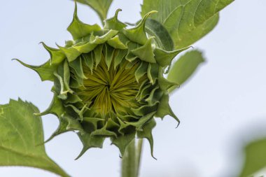 Ayçiçeği tarlalarının panorama manzarası ve mavi gökyüzü bulutları. Ayçiçeği tarlaları açık güneşli bir günde doğal arkaplanda şekillenmiş desenler..