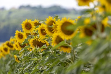Ayçiçeği tarlalarının panorama manzarası ve mavi gökyüzü bulutları. Ayçiçeği tarlaları açık güneşli bir günde doğal arkaplanda şekillenmiş desenler..