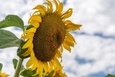 Panorama Landscape Of Sunflower fields And blue Sky clouds Background.Sunflower fields landscapes on a bright sunny day with patterns formed in natural background.