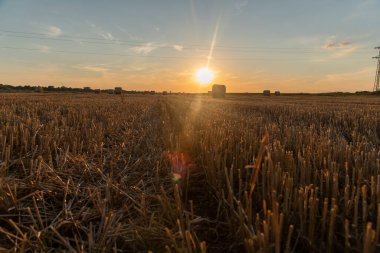 Sahada saman yuvarlanıyor. Yuvarlak saman balyaları. Fırın sahada. Tahıl bitkileri hasat ettim. Tarım.