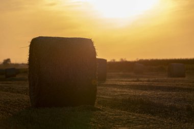 Sahada saman yuvarlanıyor. Yuvarlak saman balyaları. Fırın sahada. Tahıl bitkileri hasat ettim. Tarım.