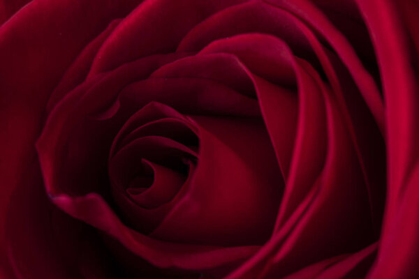 A beautiful red rose close up with a glowing centre for valentine's day