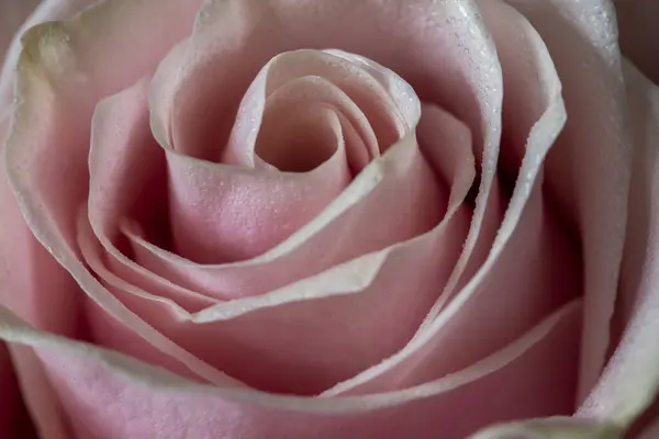 Close up of tenderness pink rose.