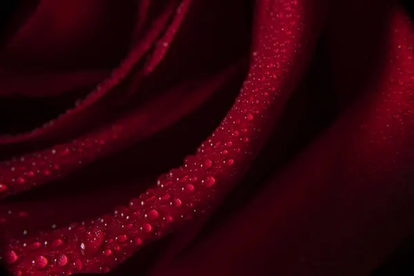 Red rose, water drops on a rose close-up