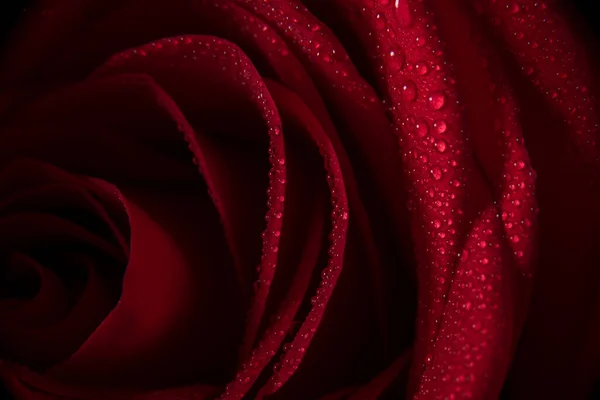 Red rose, water drops on a rose close-up