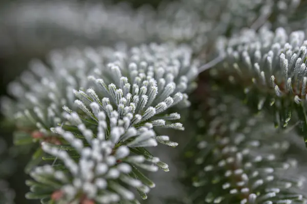 Frost ile kaplı çam dalı