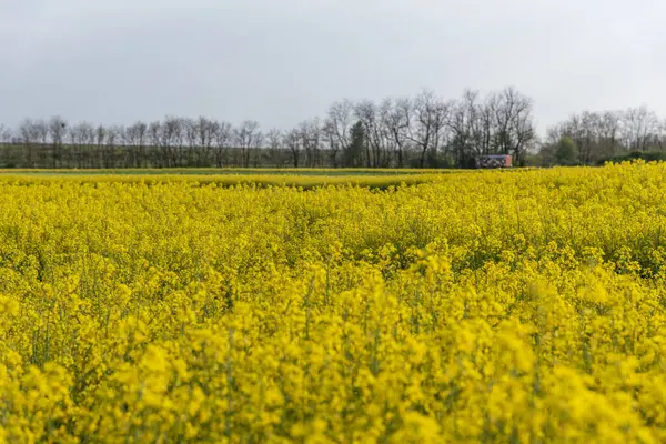 İlkbaharın başlarında açan kolza tohumu tarlası