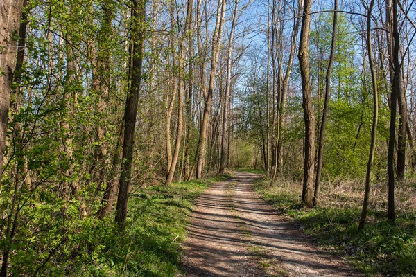 Baharın ilk zamanlarında kayın ormanının alçak açılı görüntüsü