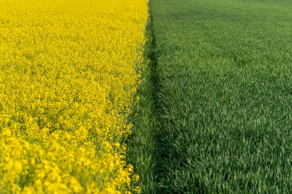 İlkbaharın başlarında açan kolza tohumu tarlası