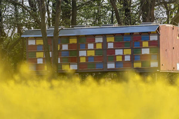 Bee house in middle of rapeseed field in countryside in Slovenia. Idyllic horizon. Beehive. Tranquil view. Rural yellow oilseed crop in Europe. Environment. Healthy fresh food. Summer plant. Apiary.
