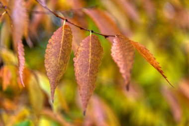 Güzel akçaağaç yaprakları sonbaharda güneşli bir günde ön planda ve Slovenya 'nın ormanlarında bulanık bir arka planda. İnsan yok, kapat, boşluğu kopyala, makro çekim.