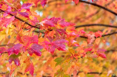 Güzel akçaağaç yaprakları sonbaharda güneşli bir günde ön planda ve Slovenya 'nın ormanlarında bulanık bir arka planda. İnsan yok, kapat, boşluğu kopyala, makro çekim.